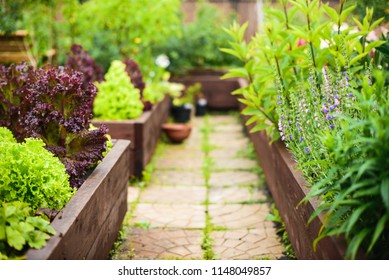 Vegetable Garden With Raised Beds, Focus On Foreground