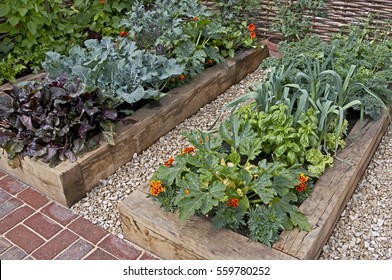 Vegetable Garden In Raised Beds In An Urban Garden