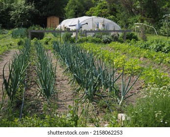 Vegetable garden with spring onions and strawberries, in the background a greenhouse and a scarecrow. - Powered by Shutterstock