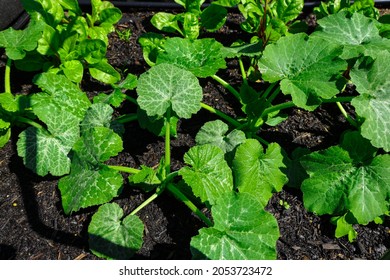 Vegetable Garden In A Suburban Sydney Backyard NSW Australia