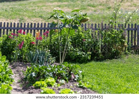 Vegetable garden in summer with wooden fence around.