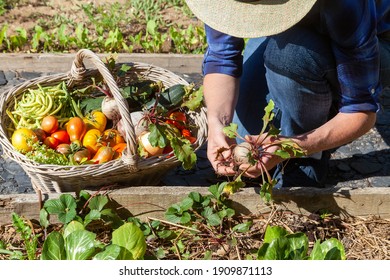 In the vegetable garden - woman with a basket harvesting vegetables - beetroot  - Powered by Shutterstock