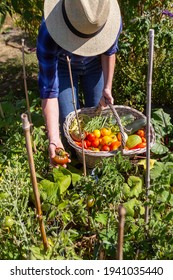 In the vegetable garden - woman with a hat holding the basket of her vegetable harvest in one hand and picking a tomato with the other hand, in a mixed crop vegetable garden 