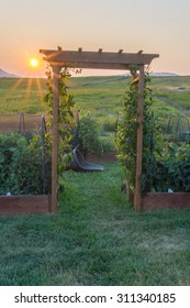 A Vegetable Garden With Wooden Arch At Sunset