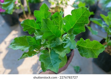 Vegetable in green farm. Planting famous fresh vegetable. - Shutterstock ID 2276783727