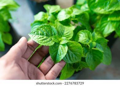 Vegetable in green farm. Planting famous fresh vegetable. - Shutterstock ID 2276783729