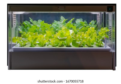 Vegetable grow with LED Light Indoor farm, Agriculture Technology - Shutterstock ID 1670055718