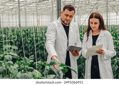 Vegetable growth rates inspected to program irrigation system of hydroponic growing system. Biologists, greenhouse employees collect data on the growth of bell peppers from foliage of growing peppers. - Powered by Shutterstock