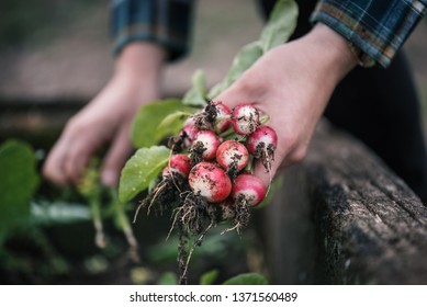 Vegetable Harvest. Hands Holding A Fresh Radish From Small Farm. Concept Of Agricultural. Young Woman Picking Root Vegetables.