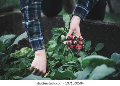 Vegetable Harvest. Hands Holding A Fresh Radish From Small Farm. Concept Of Agricultural. Young Woman Picking Root Vegetables.
