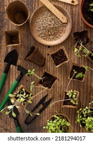 Vegetable And Herbs  Seedlings Growing In A Biodegradable Pots On Wooden Table Top View. Indoor Gardening With Small Garden Tools. Urban Gardening, Homegrown Plants, Herb Seeds Germination At Home