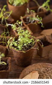 Vegetable and herbs seedlings growing in a biodegradable pots on wooden table close up. Urban Indoor gardening, homegrown plants, germination at home - Shutterstock ID 2186651545