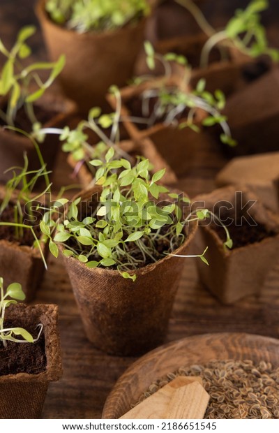 Vegetable and herbs seedlings growing in a\
biodegradable pots on wooden table close up. Urban Indoor\
gardening, homegrown plants, germination at\
home