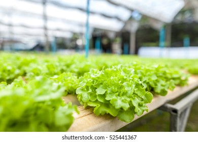 Vegetable hydroponic in farm 