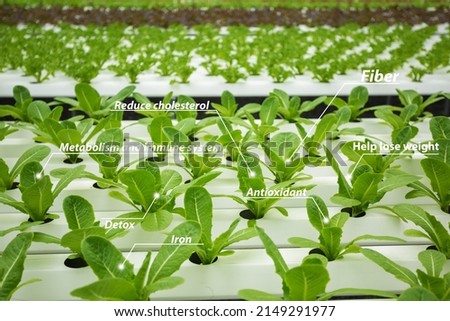 Vegetable hydroponic green leaf and chart information, benefits. fiber, Metabolism and immune system, antioxidant, reduce cholesterol, detox, iron and lose weight.