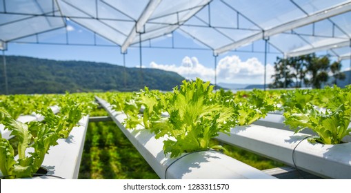vegetable hydroponic system / young and fresh Frillice Iceberg salad growing garden hydroponic farm plants on water without soil agriculture in the greenhouse organic for health food