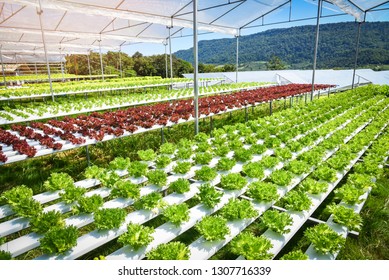 Vegetable hydroponic system / young and fresh Frillice Iceberg salad growing garden hydroponic farm salad plants on water without soil agriculture in the greenhouse organic for health food
