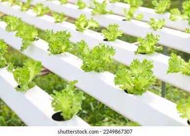 vegetable hydroponic system, young and fresh Frillice Iceberg salad growing garden hydroponic farm plants on water without soil agriculture in the greenhouse organic for health food - Powered by Shutterstock