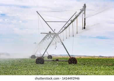 Vegetable Irrigation System With Sprinkler