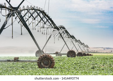 Vegetable Irrigation System With Sprinkler