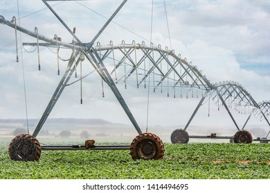 Vegetable Irrigation System With Sprinkler