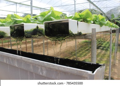 Vegetable lettuce plant in hydroponic system.
