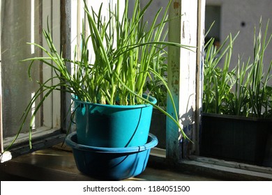 Vegetable patch growing onions. 