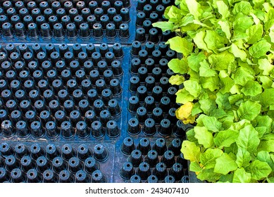 vegetable plant