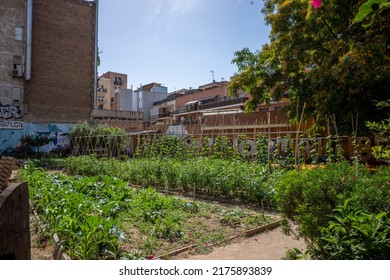 Vegetable Plantation In Urban Garden.