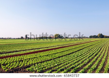 vegetable planting under blue sky