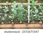 Vegetable plot in the house. Organic vegetable plot Mixed garden of kale and onion.