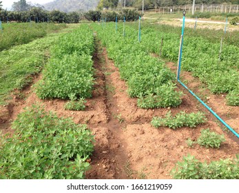 
Vegetable plot on the mountain