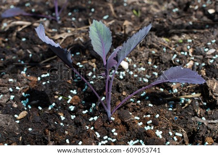 Vegetable (red cabbage) seedling being protected from slugs and snails with slug pellets. (The slug pellets are organically approved ferric phosphate ones.)