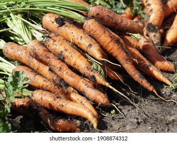 Vegetable Root Vegetables Of Sowing Carrots (Latin Daucus Carota Subsp. Sativus), Just Pulled Out, Lie On The Ground On A Sunny Summer Day.