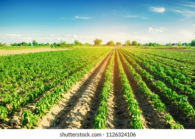 vegetable rows of pepper grow in the field. farming, agriculture. Landscape with agricultural land - Shutterstock ID 1126324106