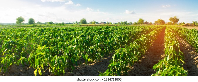 vegetable rows of pepper grow in the field. farming, agriculture. Landscape with agricultural land. selective focus