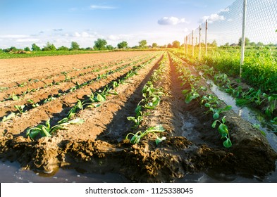 vegetable rows of young cabbage grow in the field. farming, agriculture. agroindustry. - Shutterstock ID 1125338045