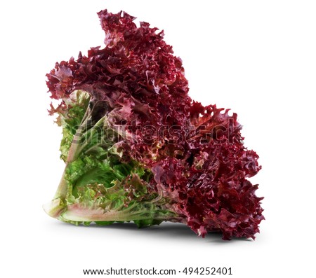 vegetable salad lettuce Lollo Rosso isolated on white background. Sheet of curly violet lettuce