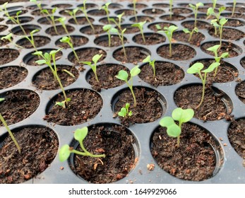 Vegetable Saplings Growing Cultivation Tray Vegetable Stock Photo ...