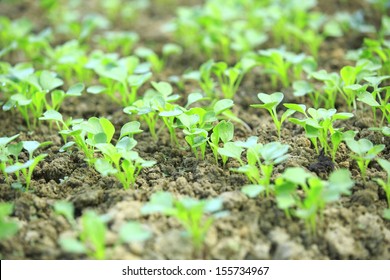 vegetable seeding
