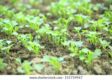 vegetable seeding
