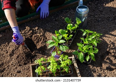 Vegetable seedling in pots on garden bed. Tomato, pepper and eggplant sprouts ready to land. Planting seedlings in open ground. Gardening concept, springtime.  - Shutterstock ID 2131407739