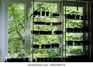 Vegetable seedlings on window shelves ready to be planted outside - Powered by Shutterstock