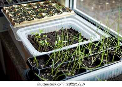 Vegetable seedlings on the windowsill. Young tomato, strawberry, pepper, leek and onion plants frowing in upcycled plastic containers.