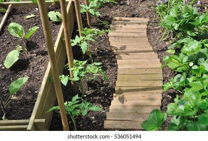 Vegetable Seedlings Planting In A Patch 