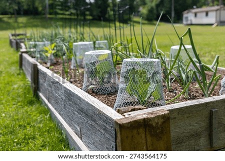 Vegetable seedlings with protective wire covers in community garden. Young plants protected by wire mesh cloches