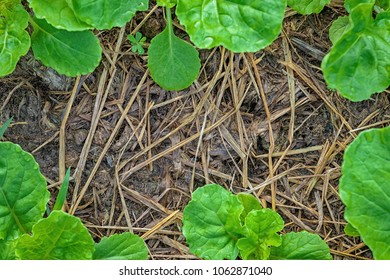 Vegetable and soil background 