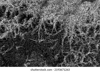 Vegetable Texture Background From Above Black White