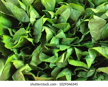 Vegetable top view background. Creative layout made of green leaves. Flat lay. Nature concept