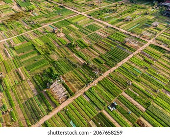 Vegetable village aerial view in Hoi An, Vietnam
